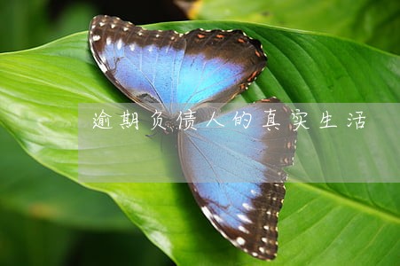 逾期负债人的真实生活 逾期负债人的真实生活