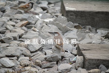 逾期负债住网吧 逾期负债住网吧