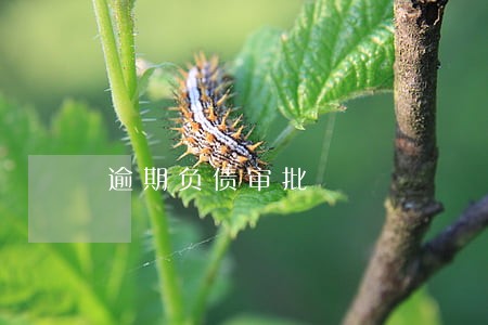 逾期负债审批 逾期负债审批