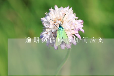 逾期负债应该如何应对 逾期负债应该如何应对