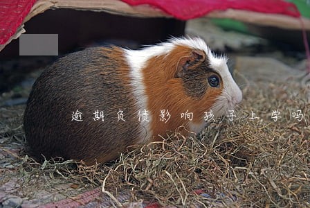 逾期负债影响孩子上学吗 逾期负债影响孩子上学吗