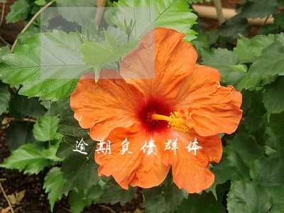 逾期负债群体 逾期负债群体