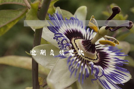 逾期负债贷款