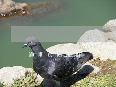逾期负债重组 逾期负债重组