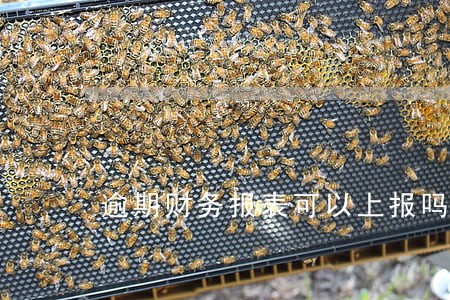 逾期财务报表可以上报吗 逾期财务报表可以上报吗