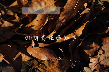 逾期责任通知书 逾期责任通知书
