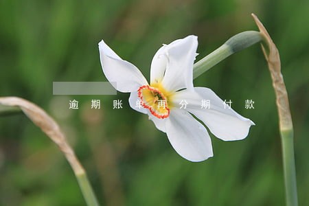 逾期账单再分期付款 逾期账单再分期付款