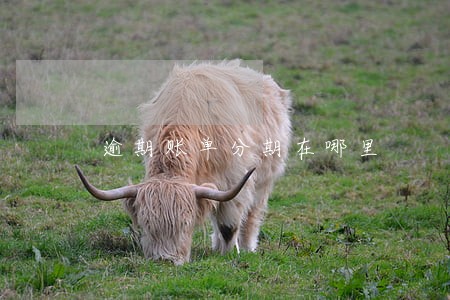 逾期账单分期在哪里 逾期账单分期在哪里