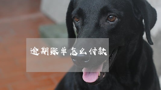 逾期账单怎么付款 逾期账单怎么付款
