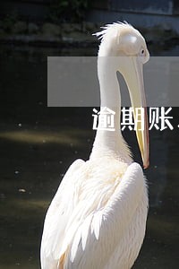 逾期账单找不到 逾期账单找不到