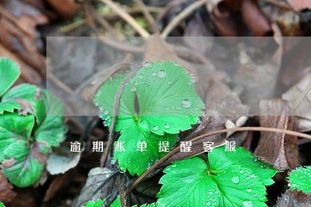 逾期账单提醒客服 逾期账单提醒客服