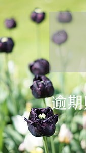 逾期账单是指当期账单还是总账单 逾期账单是指当期账单还是总账单