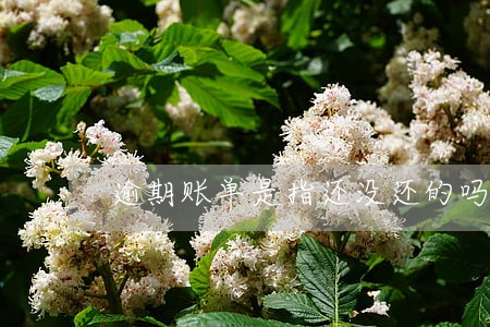 逾期账单是指还没还的吗 逾期账单是指还没还的吗