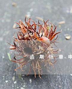 逾期账单申诉