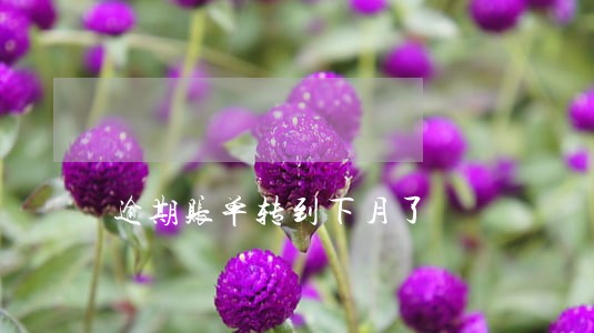 逾期账单转到下月了 逾期账单转到下月了