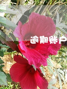 逾期账户如何办理分期 逾期账户如何办理分期
