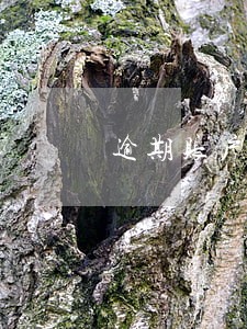 逾期账户强制转入授权是什么 逾期账户强制转入授权是什么