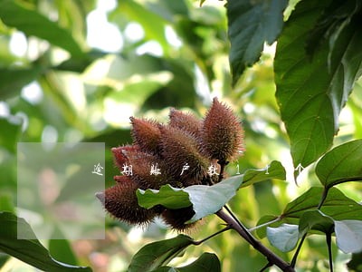 逾期账户数11个 逾期账户数11个