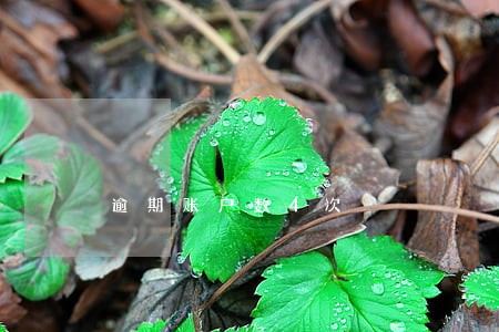 逾期账户数4次 逾期账户数4次