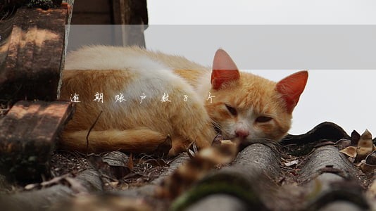逾期账户数8个 逾期账户数8个