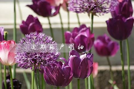 逾期账户明细 逾期账户明细