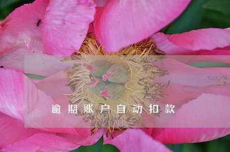 逾期账户自动扣款 逾期账户自动扣款