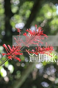 逾期账户走访登记表 逾期账户走访登记表