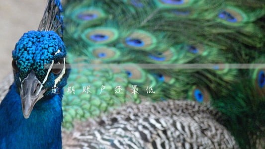 逾期账户还最低 逾期账户还最低