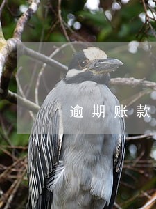 逾期账款催告通知服务 逾期账款催告通知服务