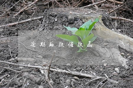 逾期账款催款函 逾期账款催款函