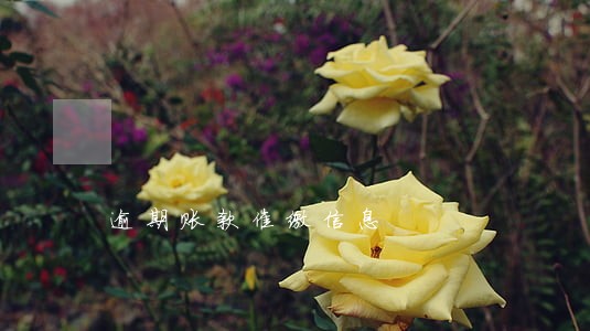 逾期账款催缴信息 逾期账款催缴信息
