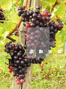 逾期货款收不回中信保 逾期货款收不回中信保