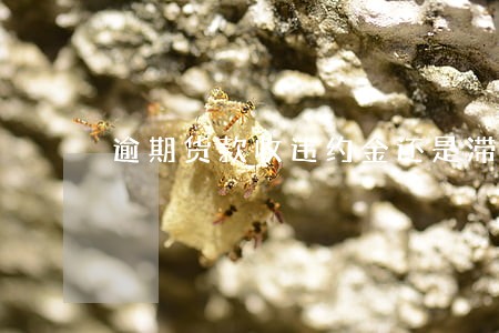 逾期货款收违约金还是滞纳金 逾期货款收违约金还是滞纳金