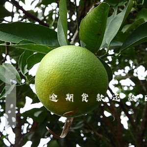 逾期货款还款日为 逾期货款还款日为