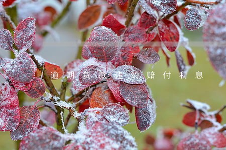 逾期货款违约赔付利息 逾期货款违约赔付利息