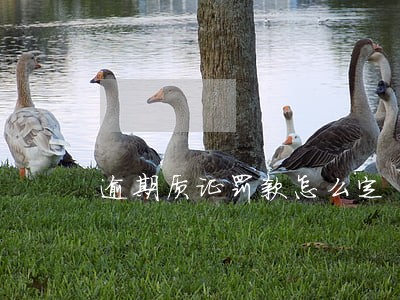 逾期质证罚款怎么定 逾期质证罚款怎么定