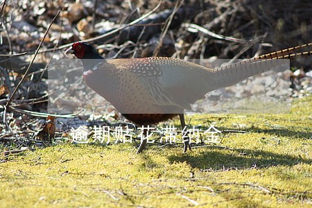 逾期贴花滞纳金 逾期贴花滞纳金