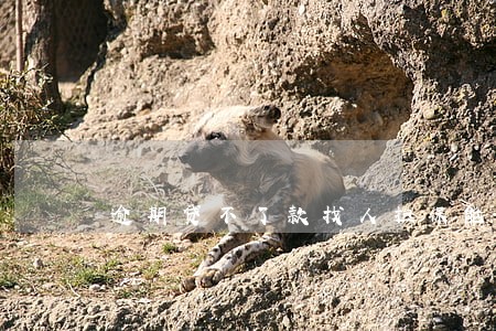 逾期贷不了款找人担保能贷吗 逾期贷不了款找人担保能贷吗