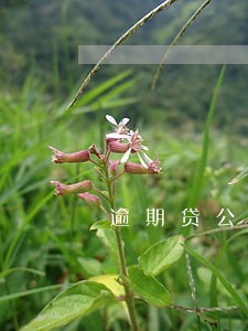 逾期贷公积金