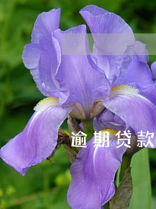 逾期贷款90天以上比不良 逾期贷款90天以上比不良