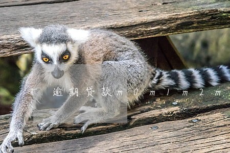 逾期贷款m0m1m2m3 逾期贷款m0m1m2m3