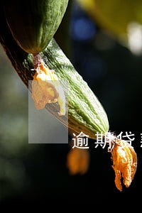逾期贷款m4=2什么意思 逾期贷款m4=2什么意思
