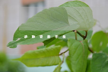 逾期贷款不良 逾期贷款不良