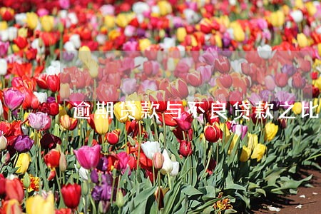 逾期贷款与不良贷款之比 逾期贷款与不良贷款之比