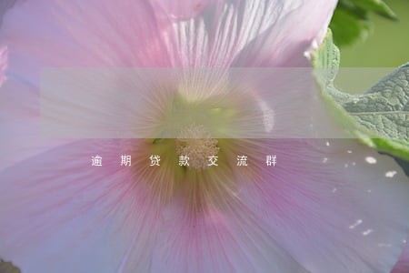 逾期贷款交流群 逾期贷款交流群