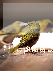 逾期贷款产品维度分析 逾期贷款产品维度分析