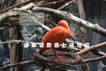 逾期贷款会上征信吗 逾期贷款会上征信吗