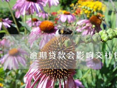 逾期贷款会影响交社保吗 逾期贷款会影响交社保吗