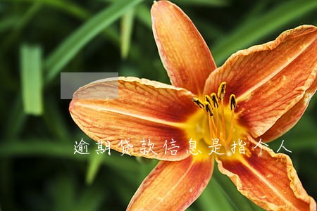 逾期贷款信息是指个人 逾期贷款信息是指个人