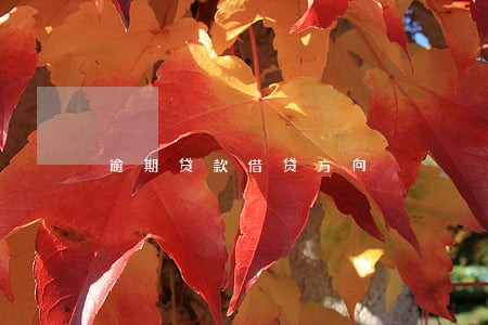 逾期贷款借贷方向 逾期贷款借贷方向